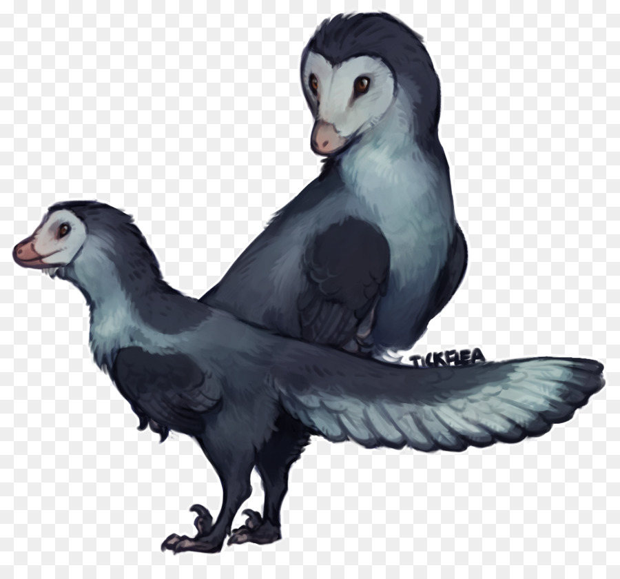 Anchiornis，Pingüino PNG