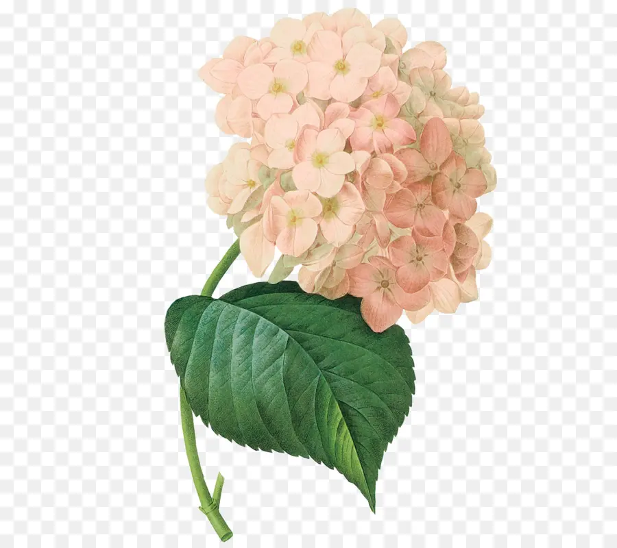 French Hydrangea，La Escalada De Hortensia PNG