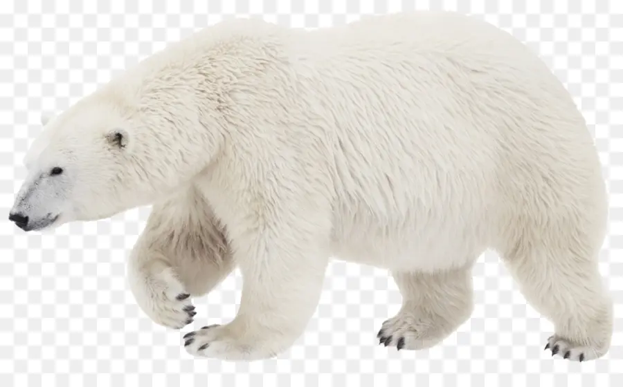 Oso Polar，Oso PNG