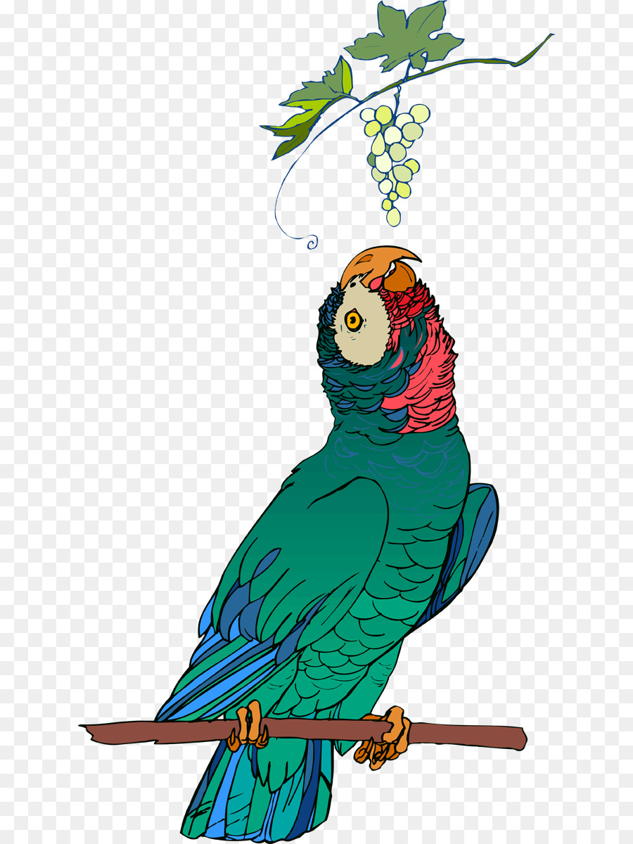 Guacamayo，Pluma PNG