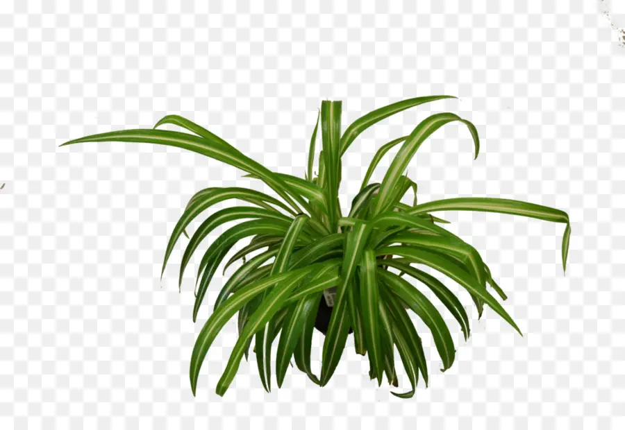 Planta De Interior，Chlorophytum Comosum PNG