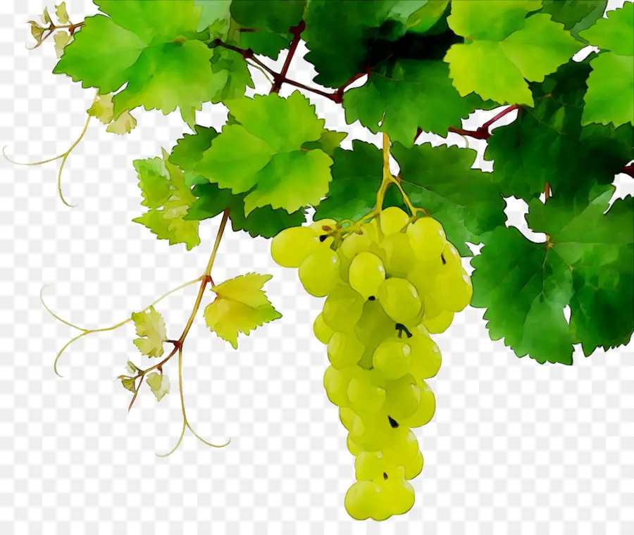 Uvas Verdes，Fruta PNG