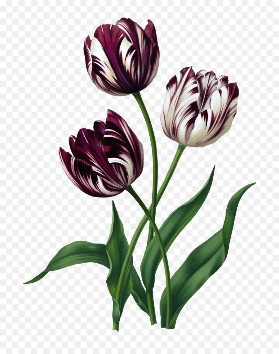 Tulipanes，Primavera PNG