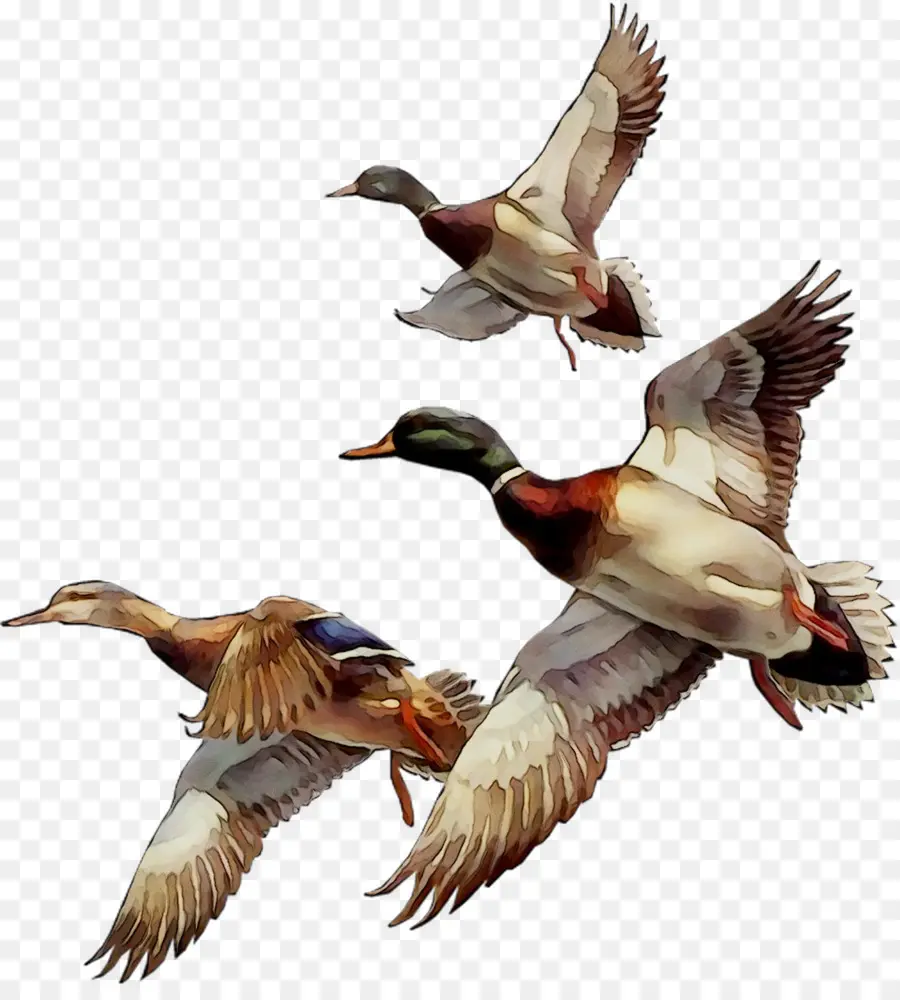 El ánade Real，Aves PNG