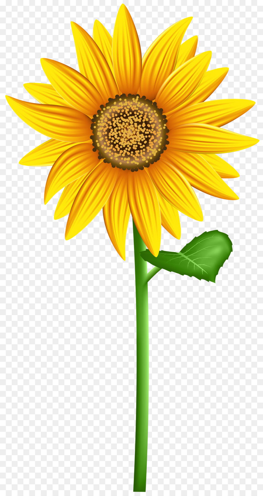 Girasol，Planta PNG