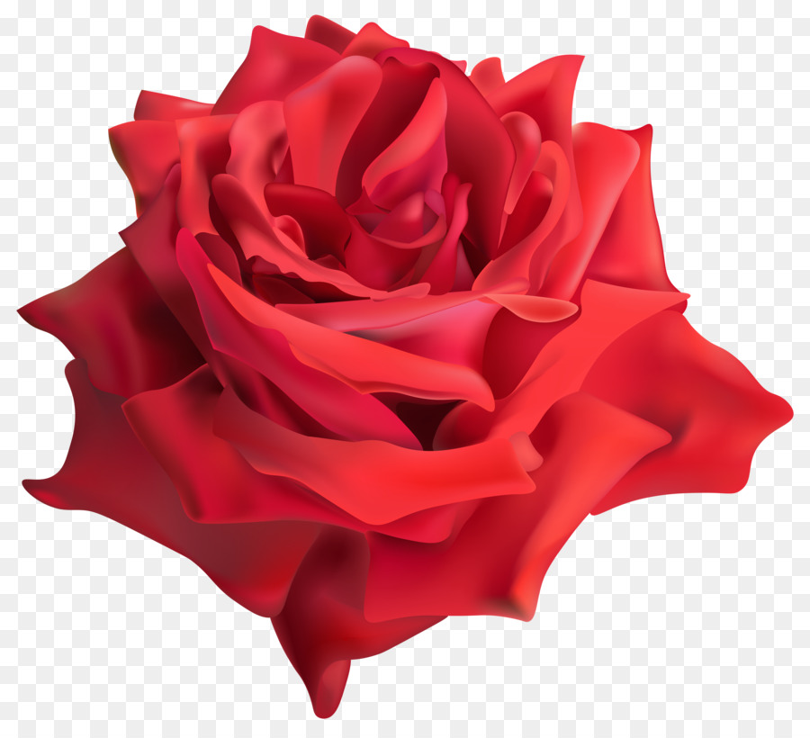 Rosa，Las Rosas De Jardín PNG