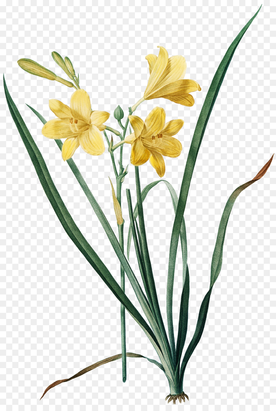 Fleurs，Ilustración Botánica PNG