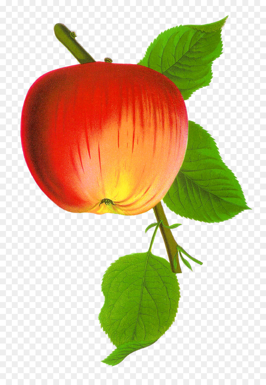 Apple，Descargar PNG