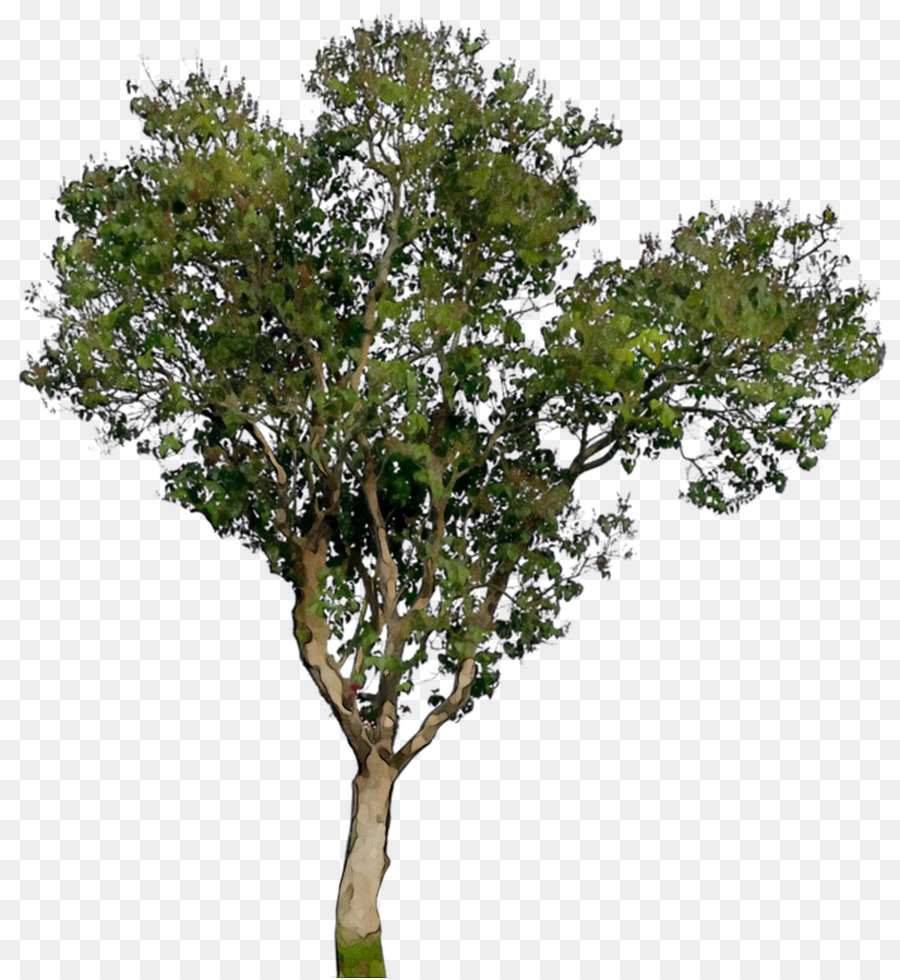 Rama，Árbol PNG