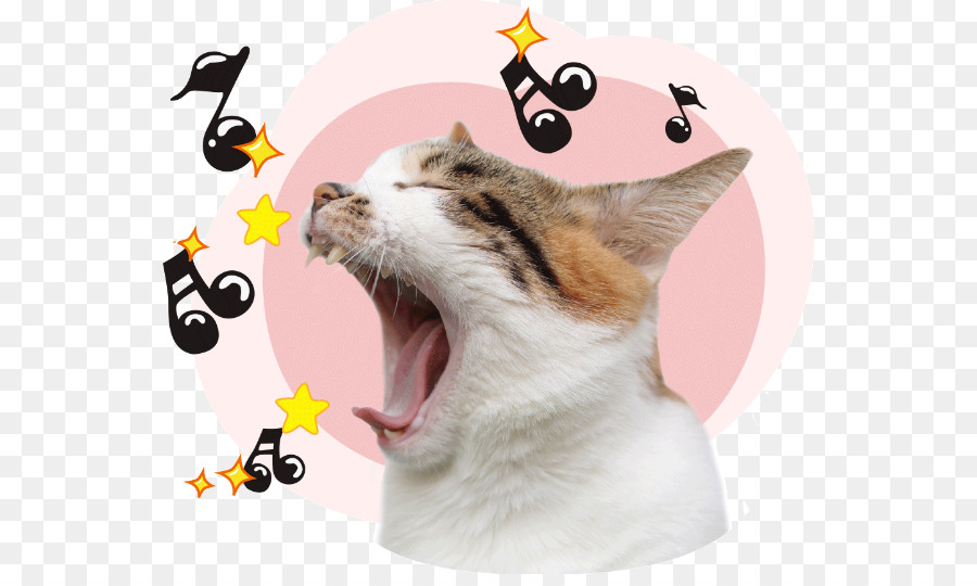 Gato，Una Fotografía De Stock PNG