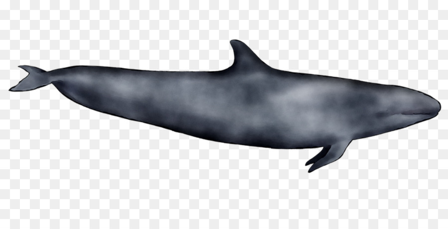 Ballena，Océano PNG