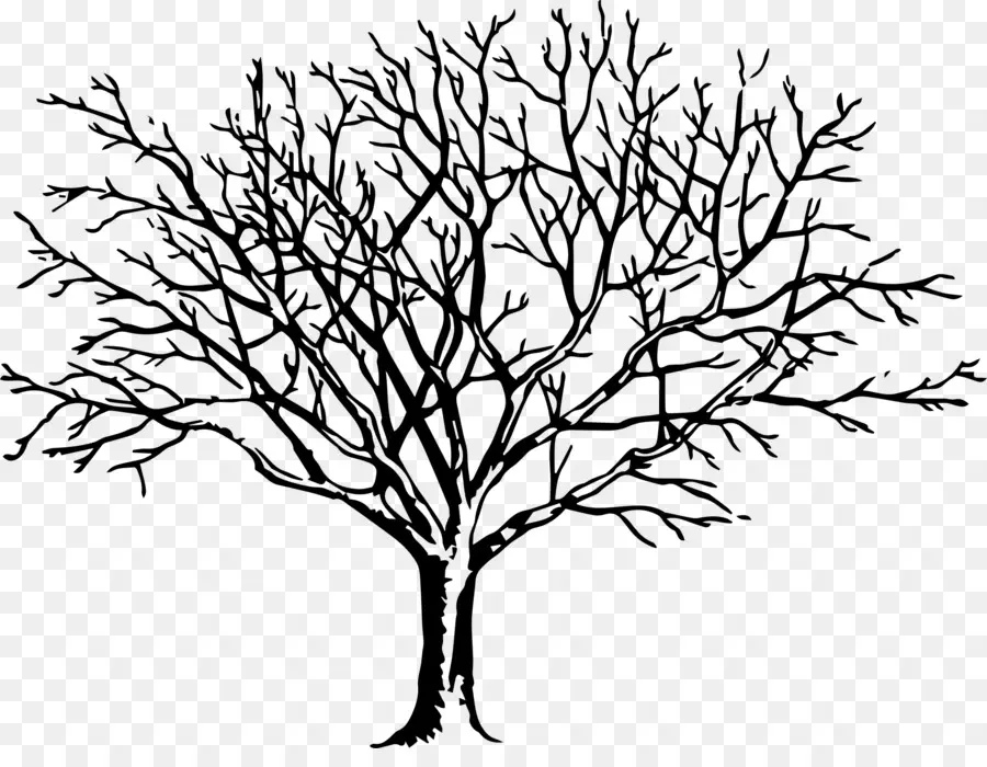 Dibujo，Árbol PNG