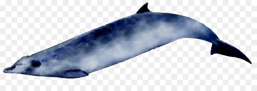 Ballena，Océano PNG