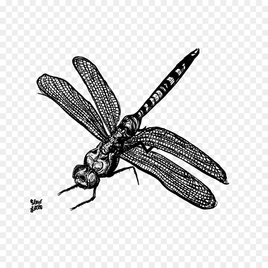Los Insectos，Libélula PNG