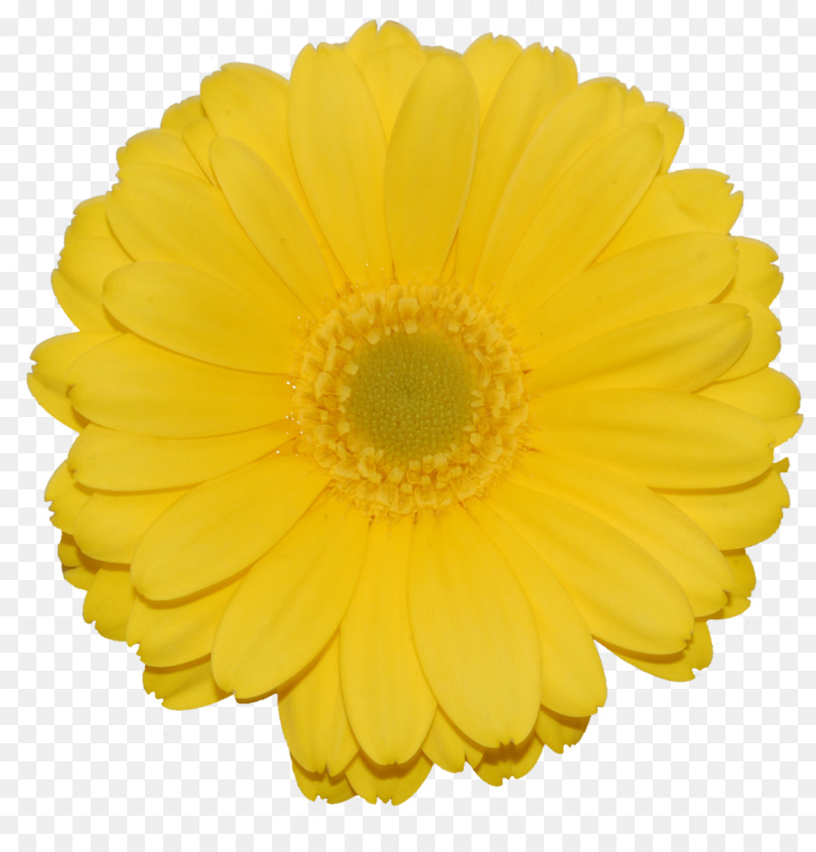 Flor，Amarillo PNG