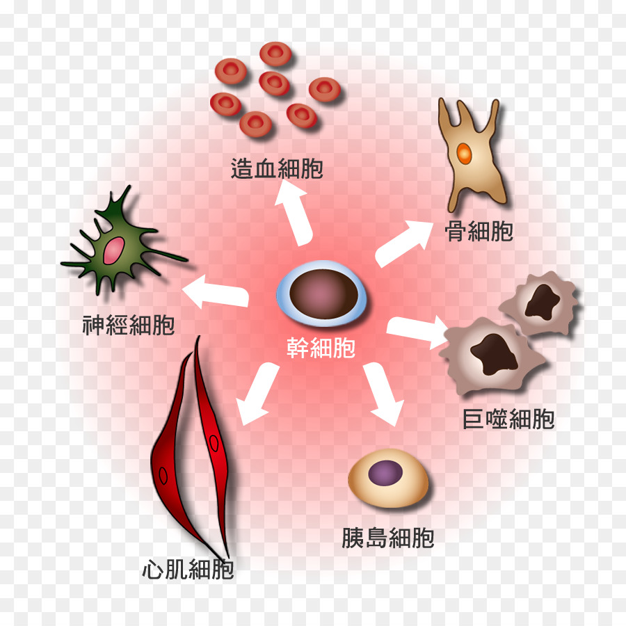 De Células Madre Hematopoyéticas，Células Madre PNG