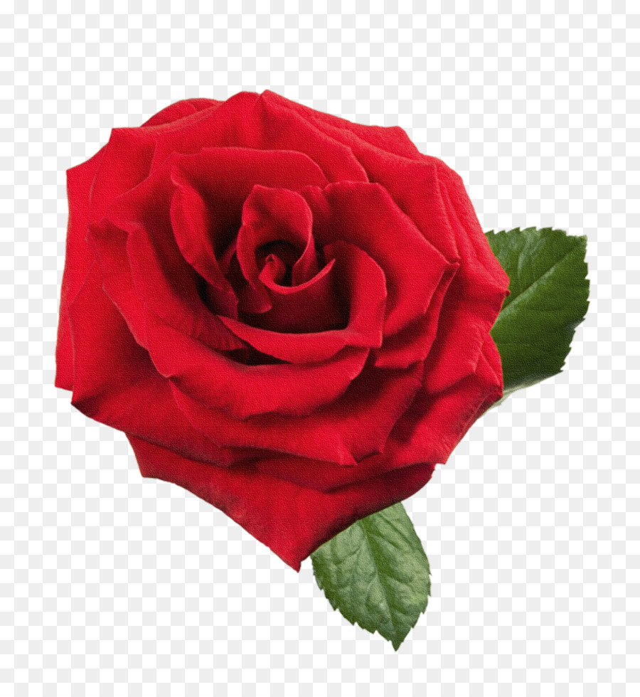 Rosa Roja，Florecer PNG