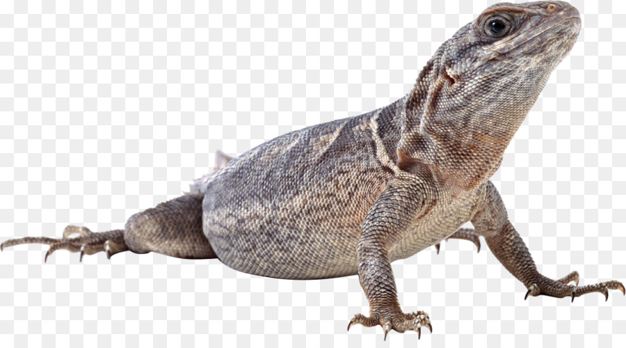 Lagarto，Reptiles PNG