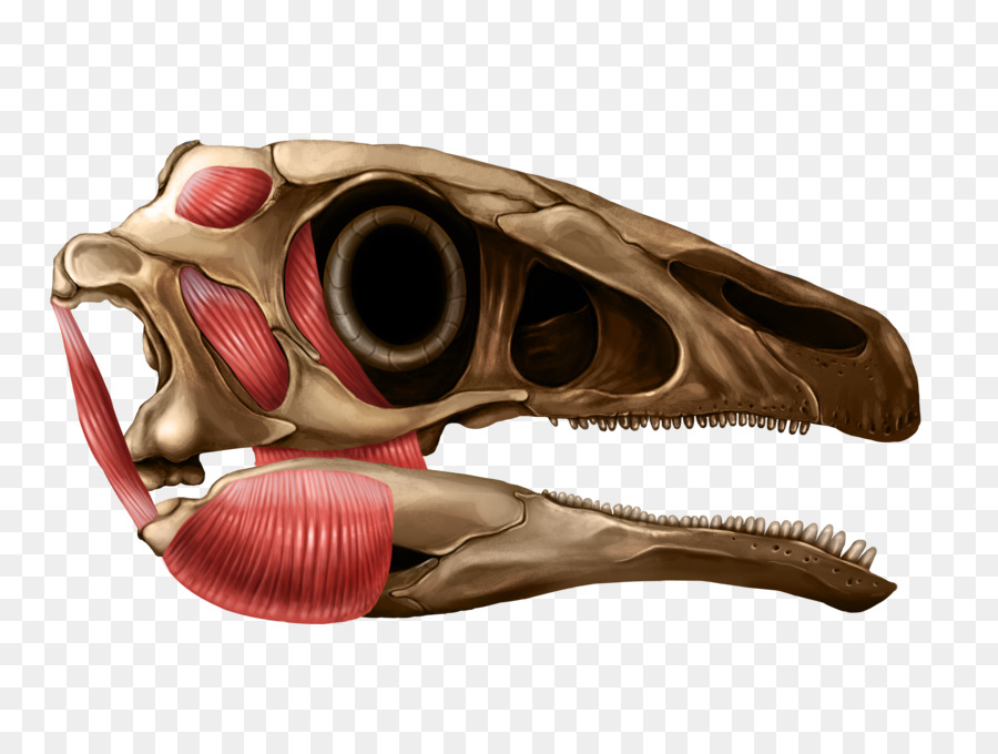 Reptiles，Anatomía PNG
