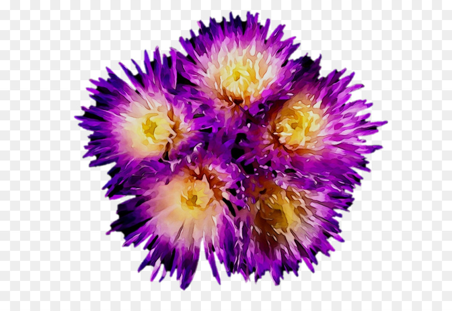 Morado，Planta Anual PNG