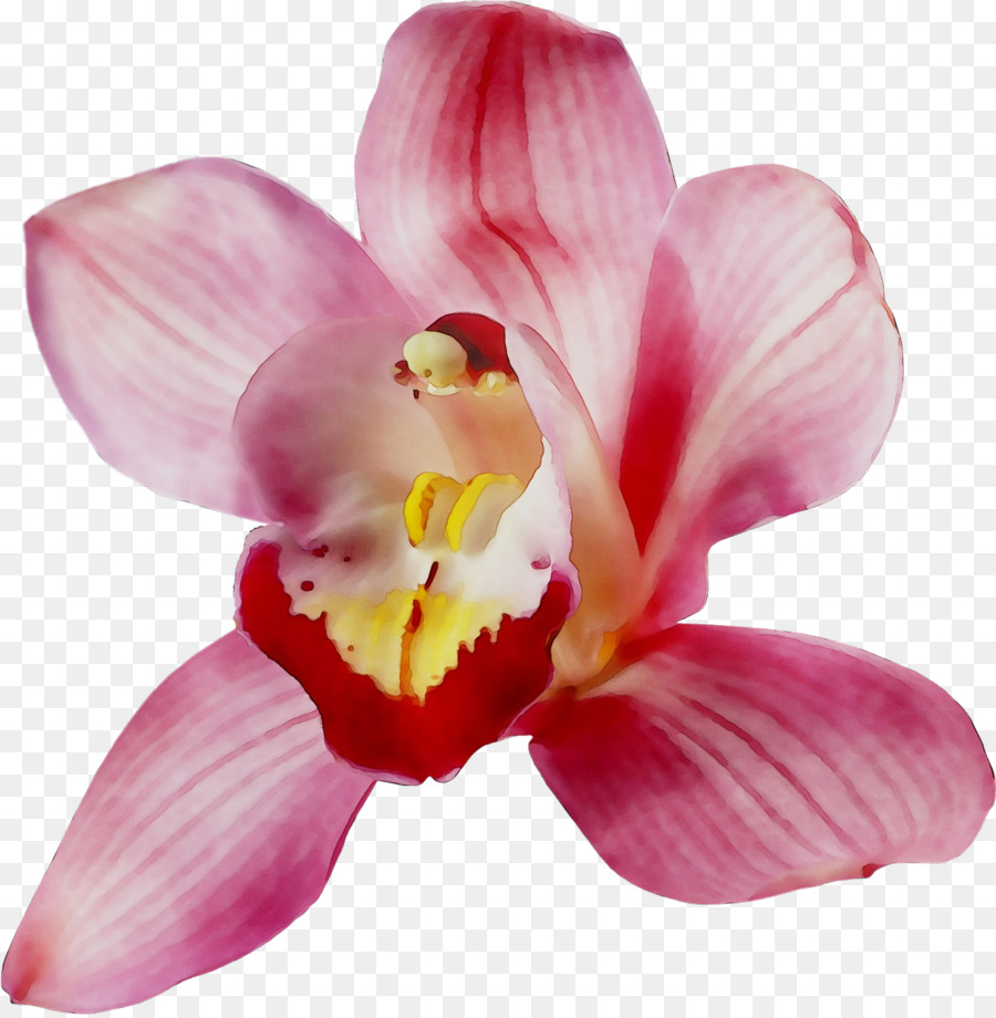 La Polilla De Las Orquídeas，Las Orquídeas Cattleya PNG