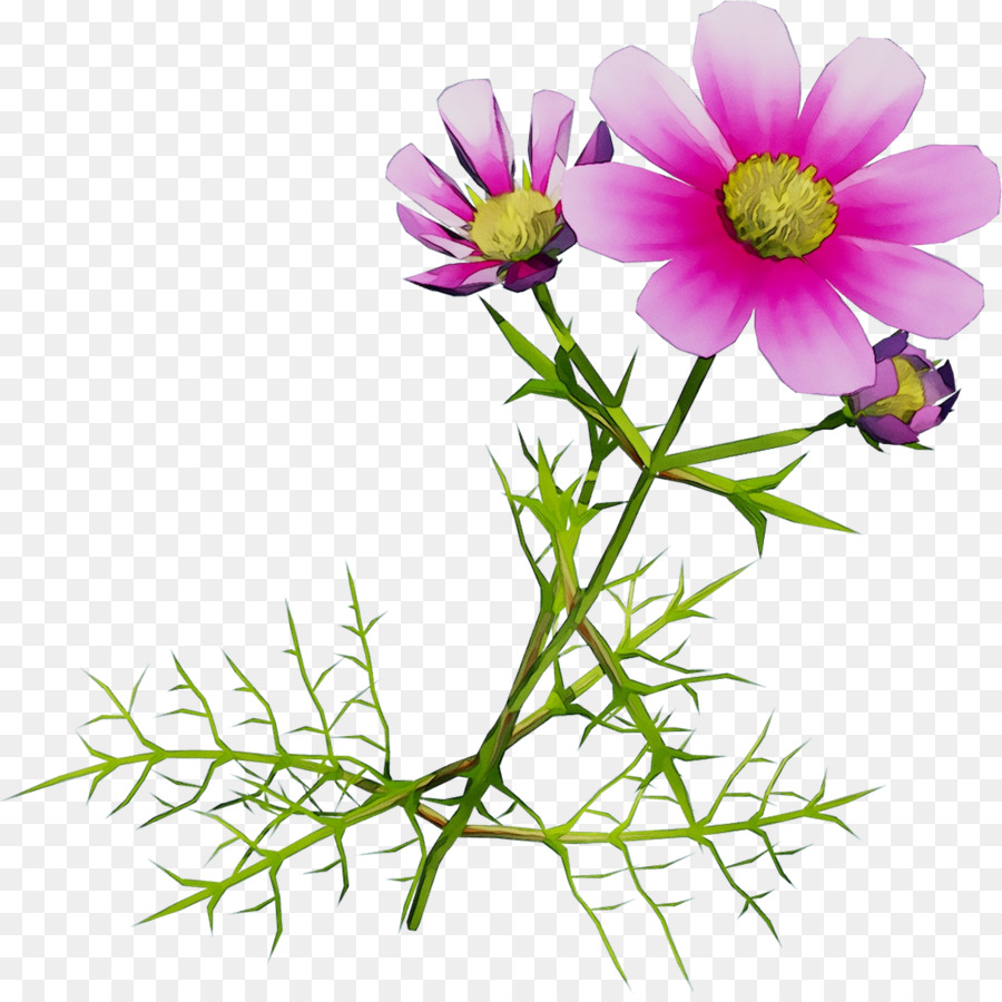 Jardín Cosmos，Margarita Margarita PNG