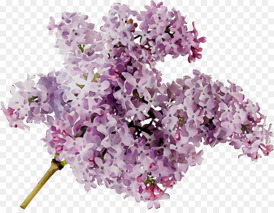 Flores Moradas，Lila PNG