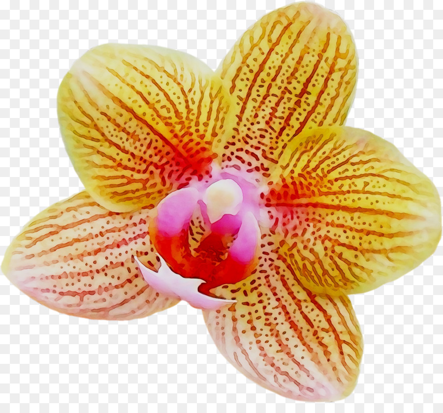 Orquídea Amarilla，Planta PNG