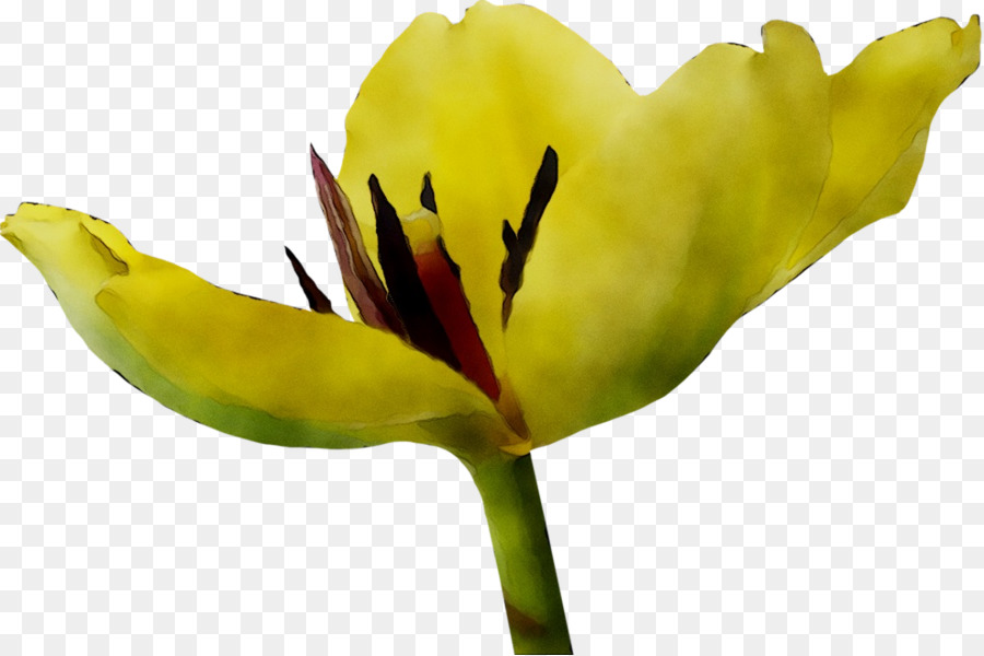 Tulip，Tallo De La Planta PNG