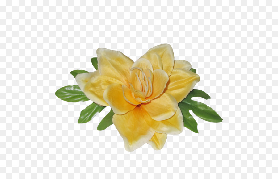 Las Flores Cortadas，Familia De Las Rosas PNG