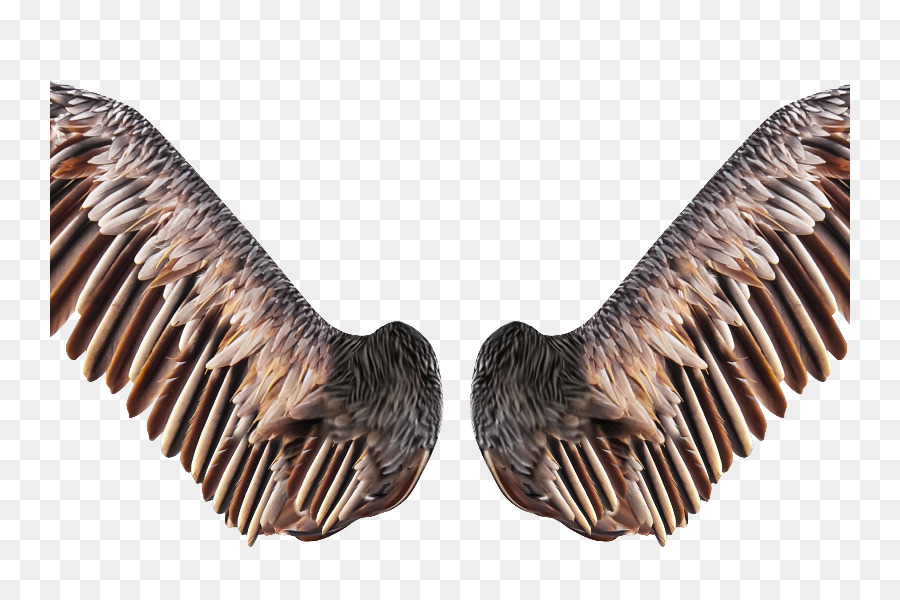 Aves，Las Aves En Vuelo PNG