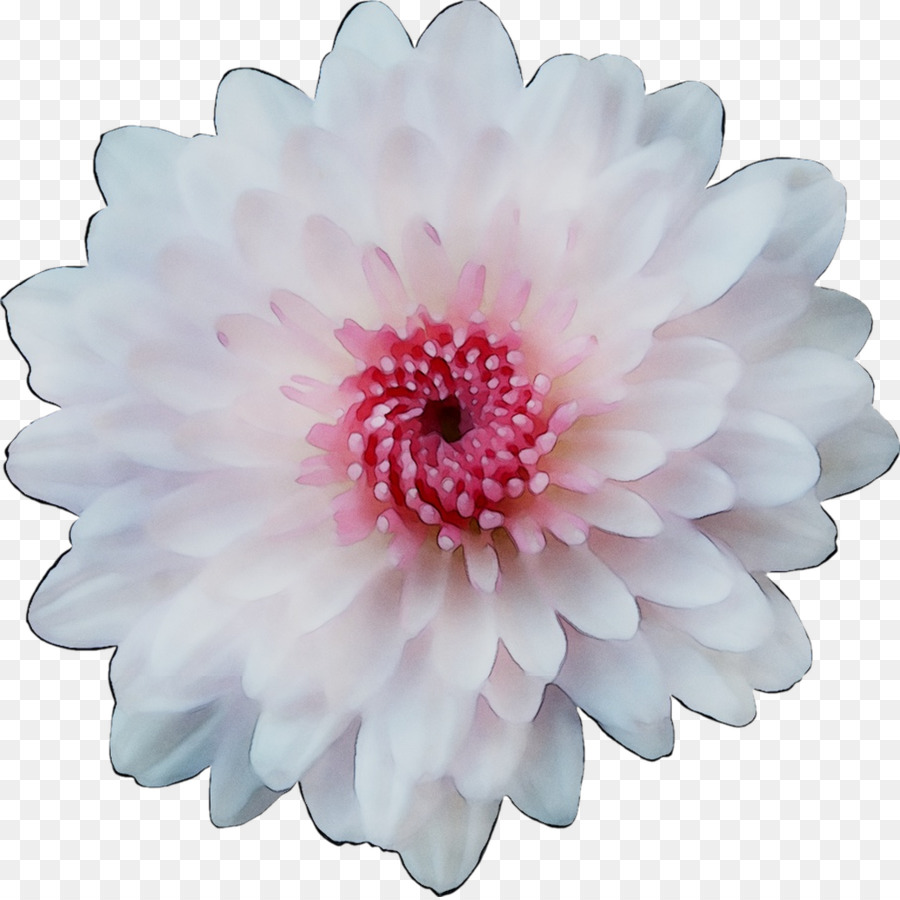 Transvaal Daisy，Crisantemo PNG