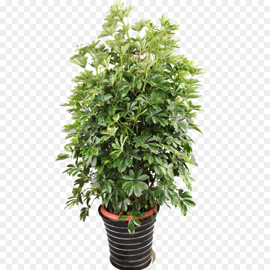 Árbol，Planta De Interior PNG