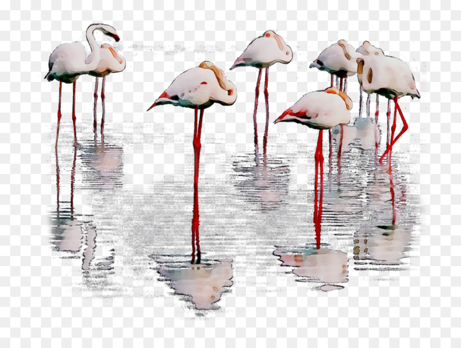 Flamencos，Agua PNG