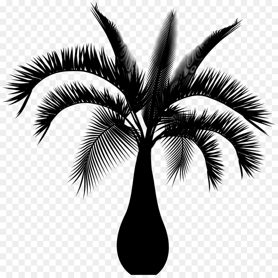 Palmera，Planta PNG