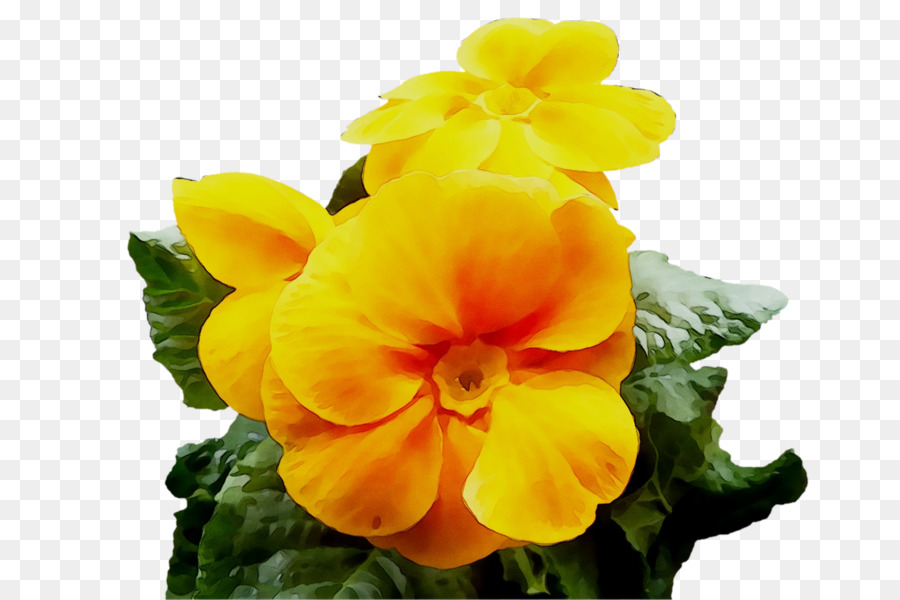 Primrose，Planta Anual PNG