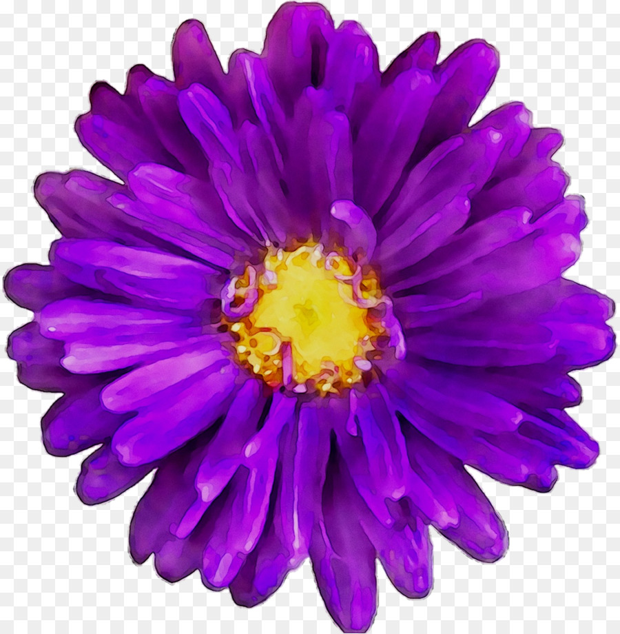 Transvaal Daisy，Morado PNG