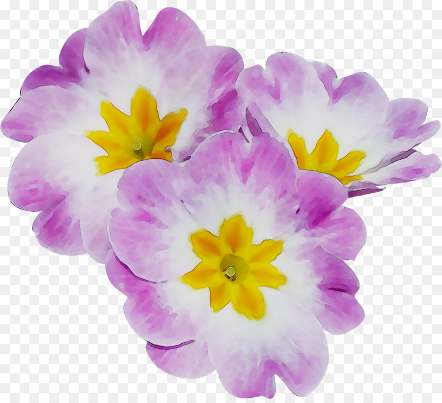 Primrose，Planta Anual PNG