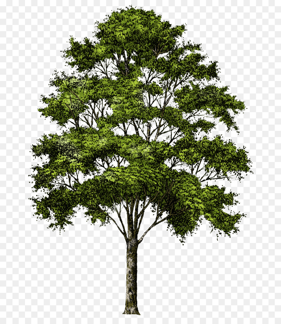 árbol Verde，Planta PNG