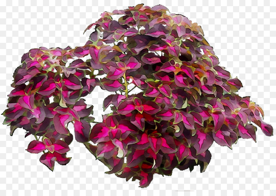 Las Flores Cortadas，Magenta PNG