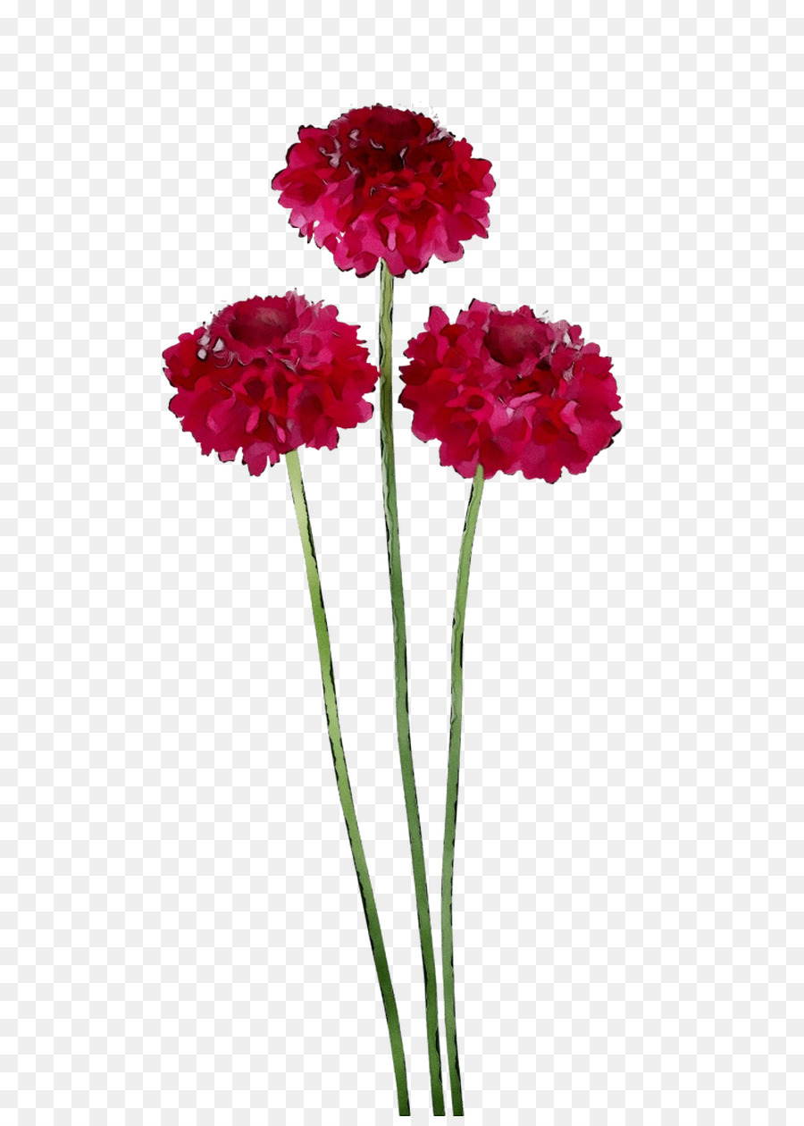 Flores De Clavel，Rosa PNG