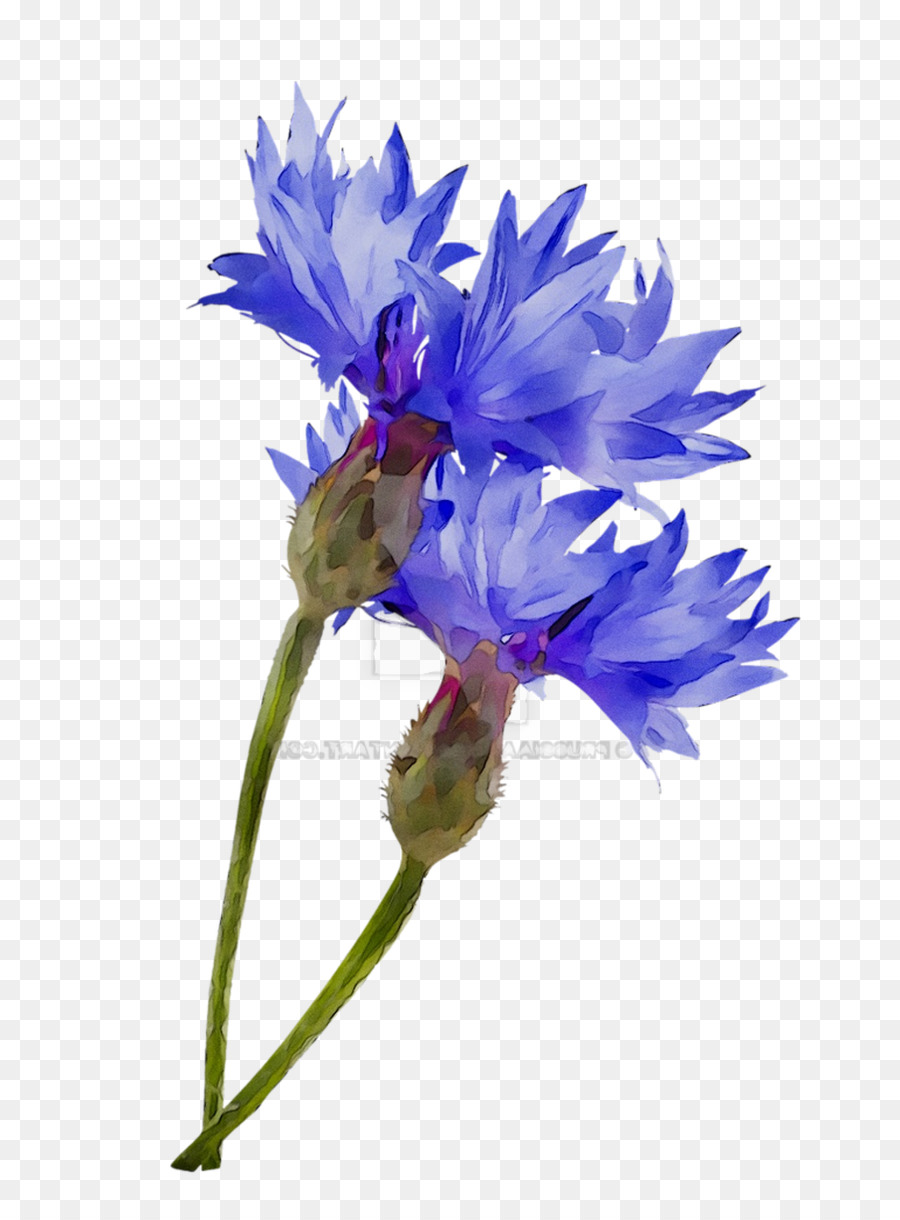 Flor Azul，Florecer PNG