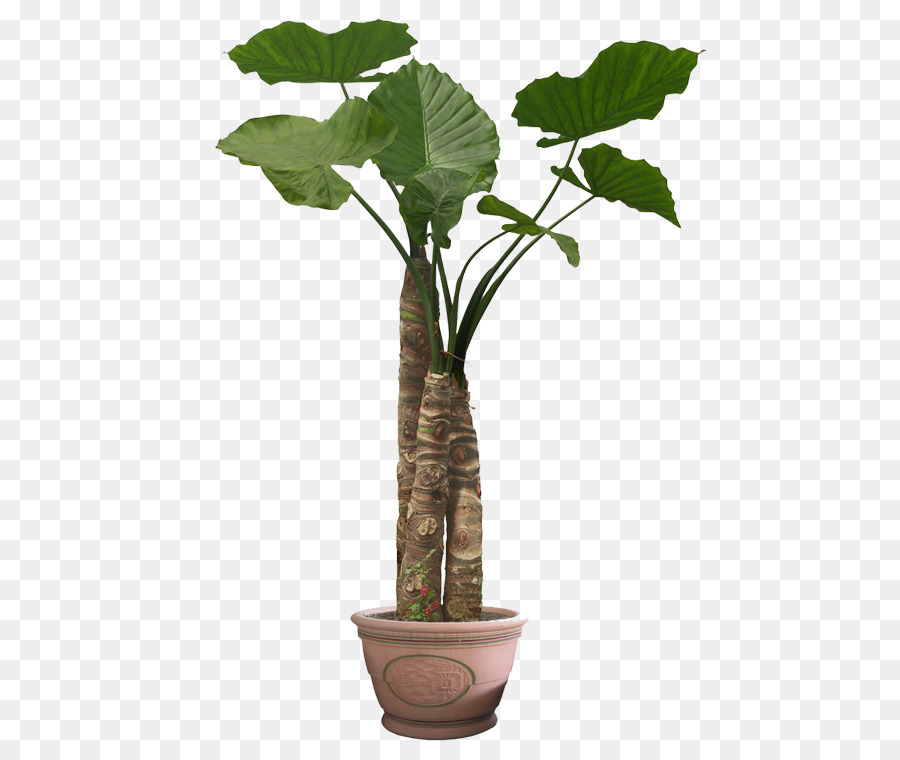 Planta De Interior，Una Fotografía De Stock PNG