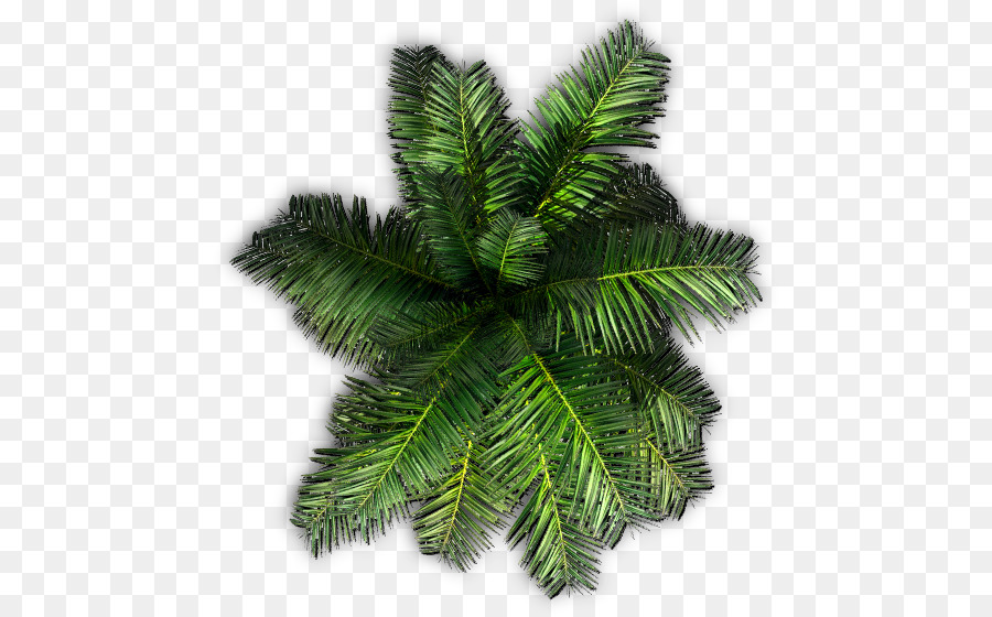 Palmera，Tropical PNG