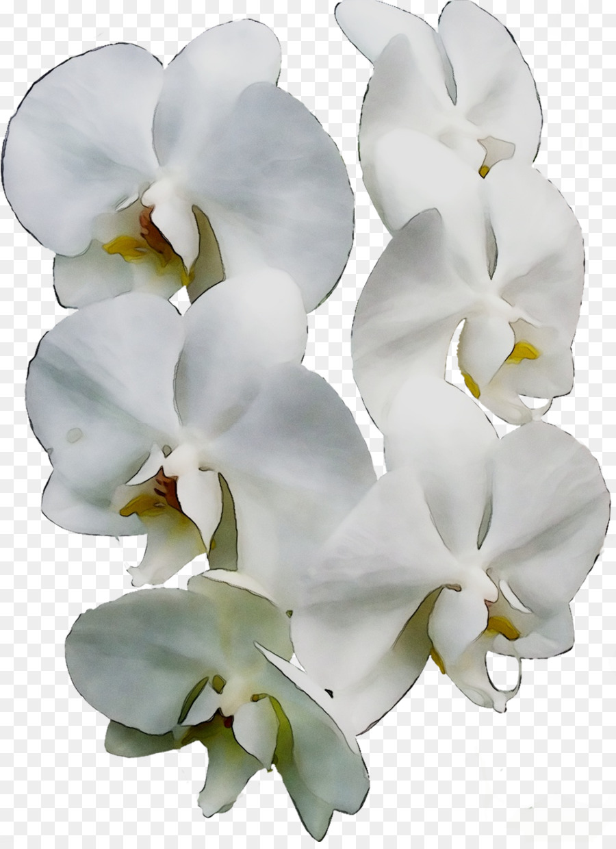 Orquídeas Blancas，Orquídea PNG