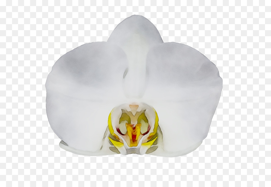 La Polilla De Las Orquídeas，Las Orquídeas PNG