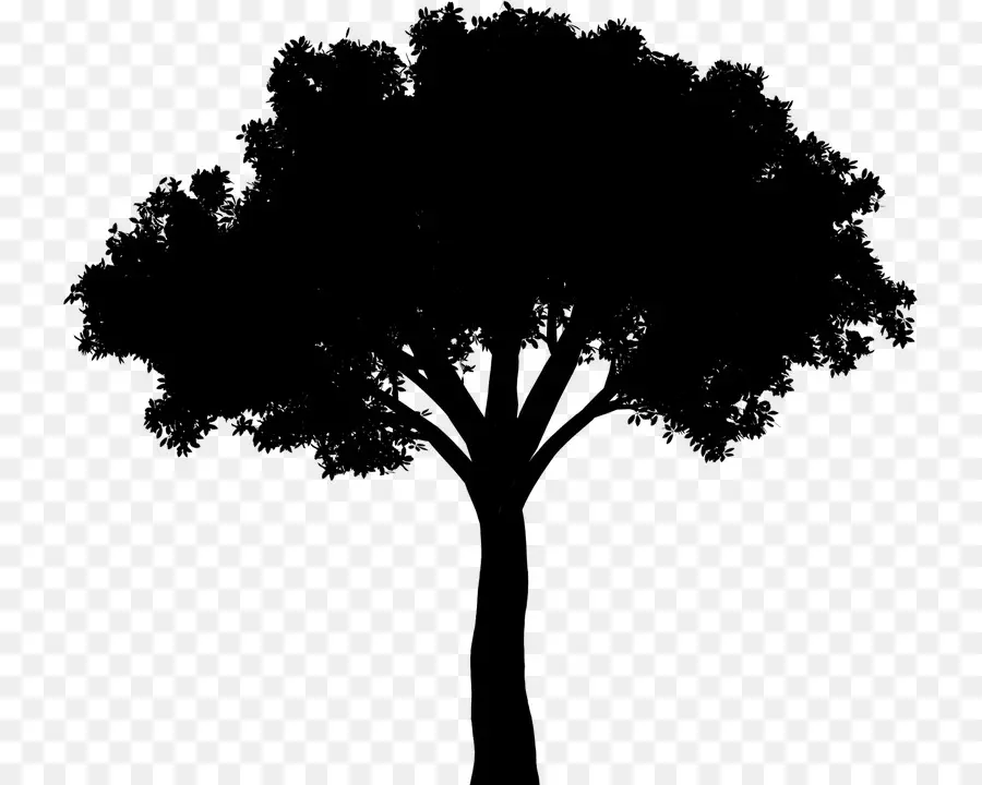 Silueta De Arbol，Sombra PNG