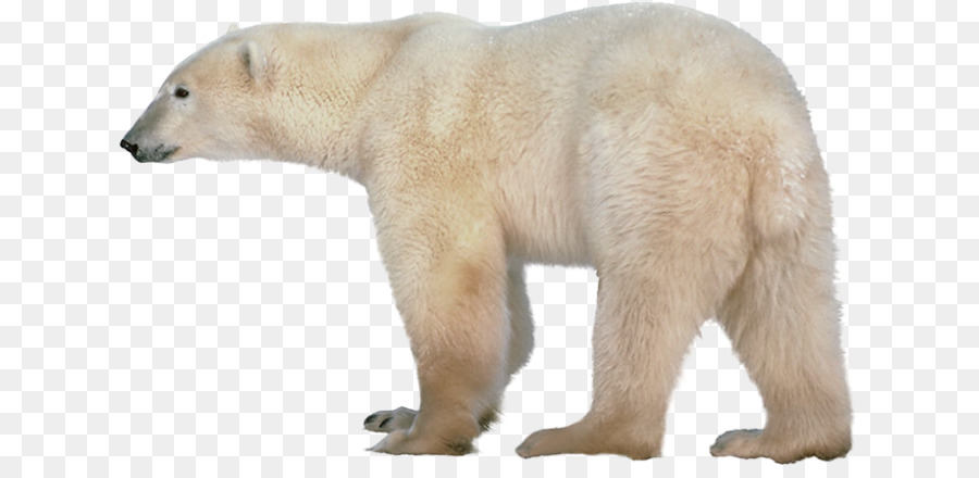 Oso Polar，Blanco PNG