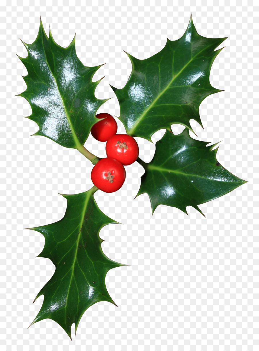 Común Holly，Aquifoliales PNG