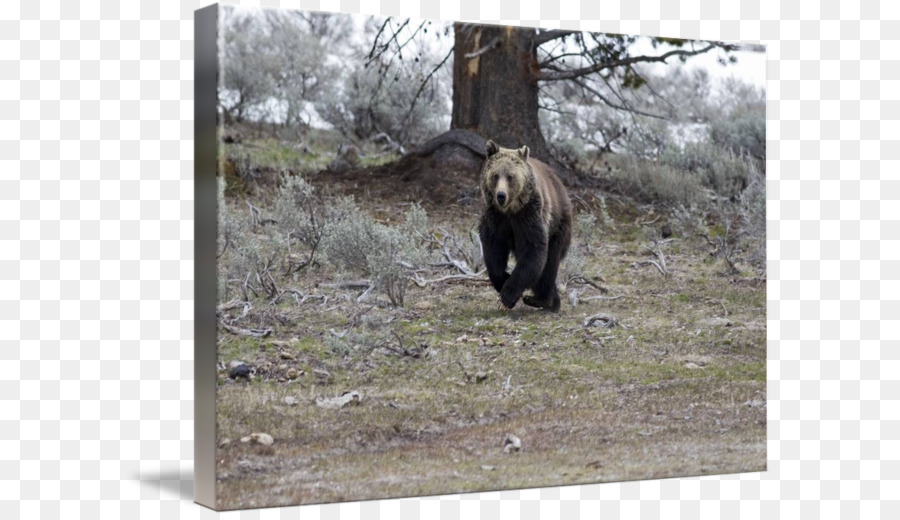 Grizzly Bear，Oso PNG